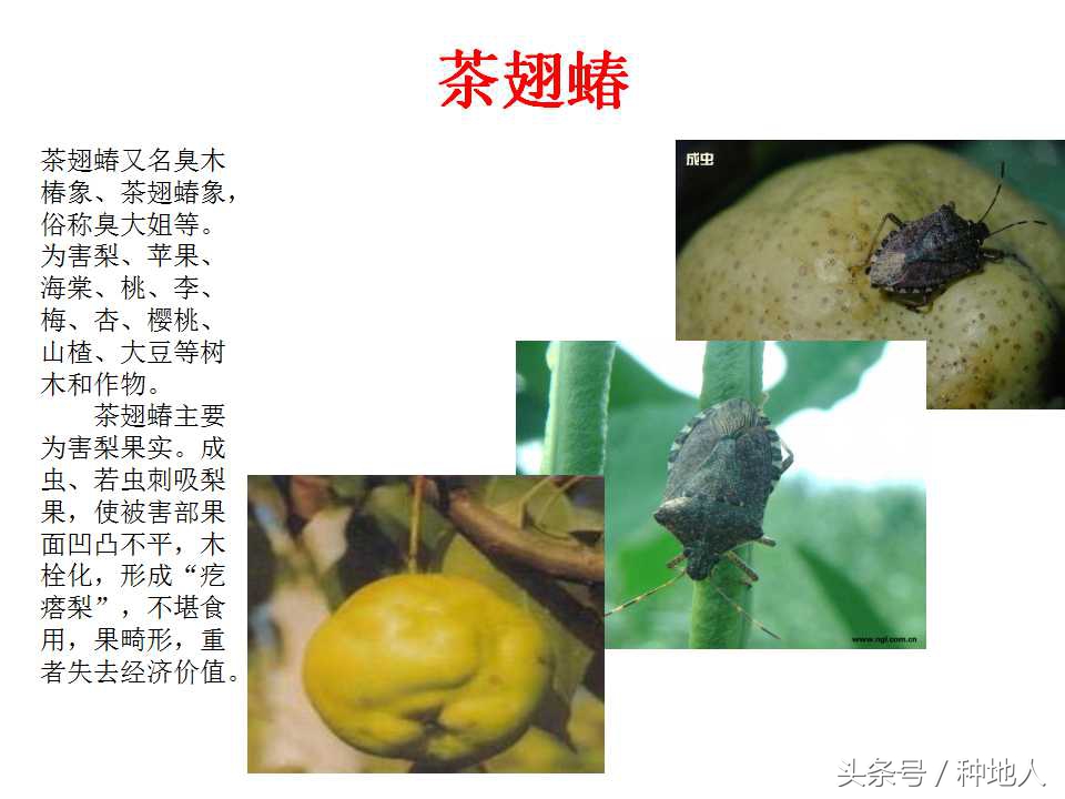梨樹病蟲害防治,梨樹病蟲害防治時間表