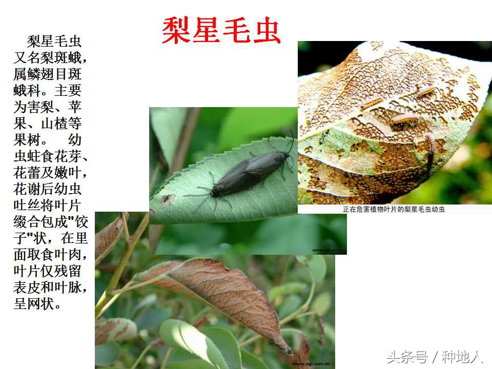 梨樹病蟲害防治,梨樹病蟲害防治時間表