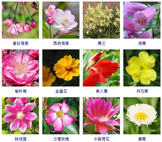 世界上有什么花(宝藏干货花卉的品种大全)