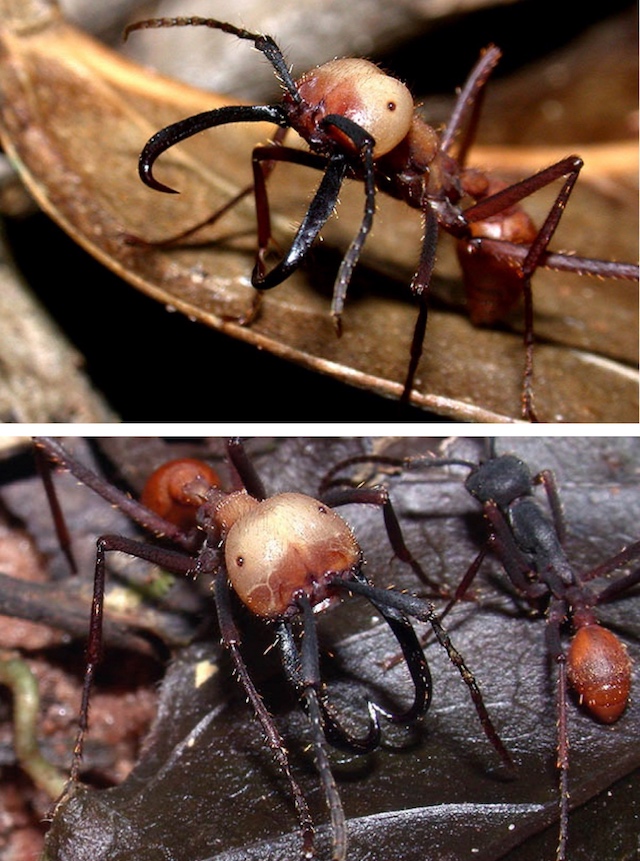 蚂蚁搬家的过程按先后循序，观察蚂蚁搬家的先后过程