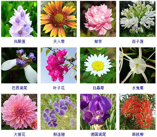 世界上有什么花(宝藏干货花卉的品种大全)