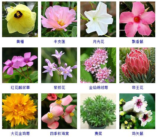 各种花名大全花的名字图片