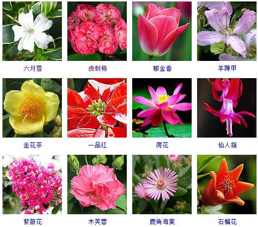 世界上的花名字图片