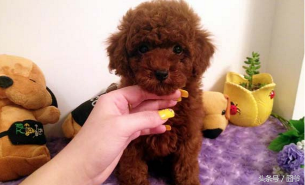 泰迪狗这么色，为什么还有这么多人养它？