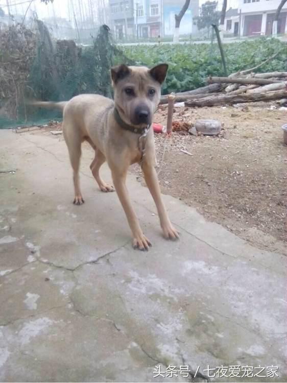 中國有一隻本土獵犬 黃石箭 天天看點