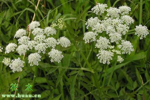 野生水芹菜图片大全(认识路边的野花（野菜）--水芹)