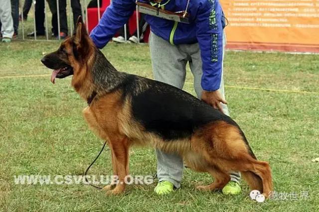 托雷斯女儿(德牧名犬：托雷斯女儿 伊蕊)