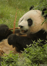 熊猫吃翔,罗翔 吃熊猫