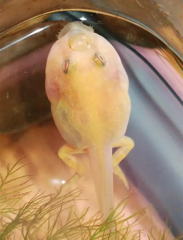 角蛙的壽命,角蛙的壽命有多長時間