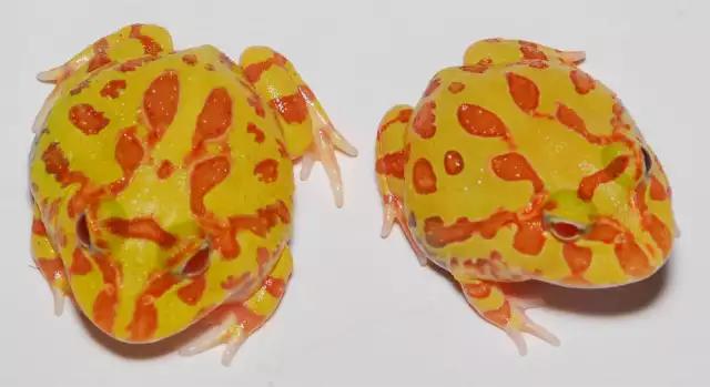 角蛙的寿命,角蛙的寿命有多长时间