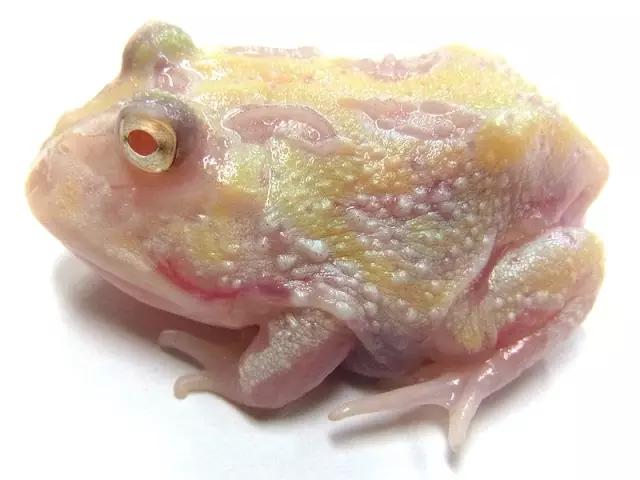 角蛙的寿命,角蛙的寿命有多长时间