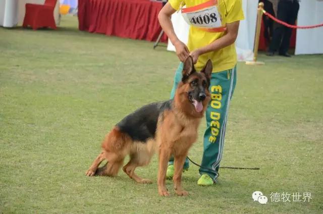 托雷斯女儿(德牧名犬：托雷斯女儿 伊蕊)