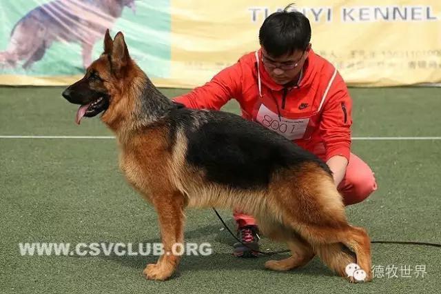 托雷斯女儿(德牧名犬：托雷斯女儿 伊蕊)