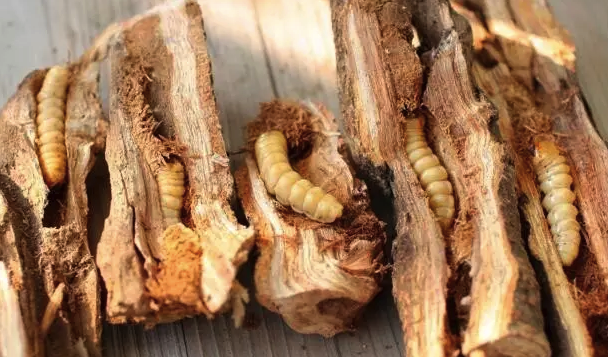 蚕虫的功效与作用吃法 -生活知识库-动动脑