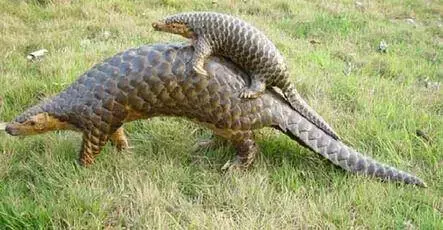 药材解说:名贵的动物药材穿山甲,你了解多少?