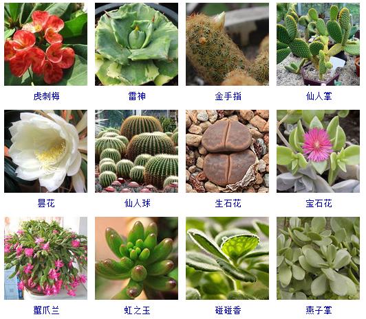 多肉植物大全(多肉植物大全图片有字名称)