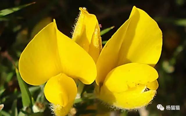 1月29生日花:西洋薇,生日花语威严_达一风水网