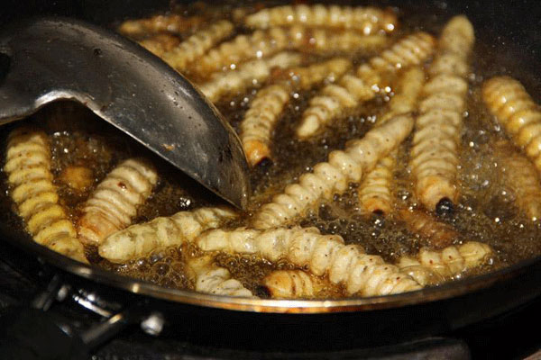 不过这种柴虫,目前已经有人工进行养殖了.