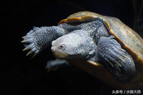 处女座真的是最合适养龟龟的吗？都来看看我是怎么分析的