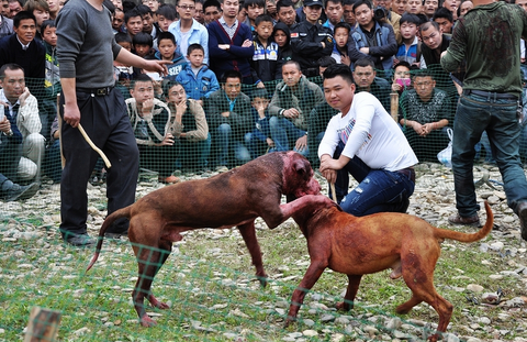 今日斗狗合法还是违法{斗狗是什么意思}_云百科