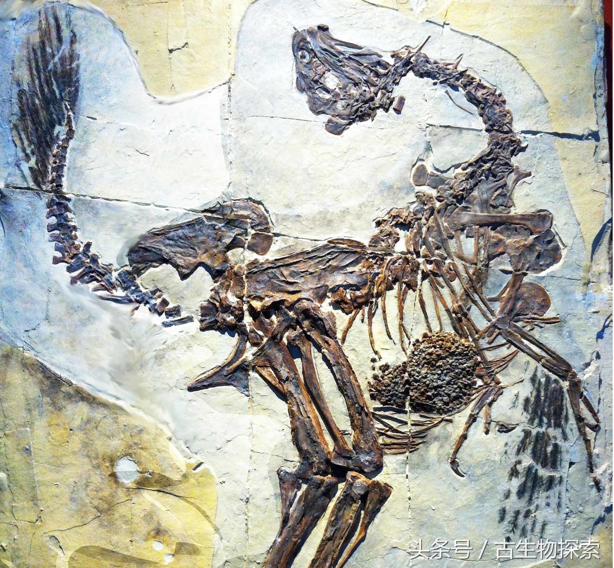图注:尾羽龙化石上的羽毛印痕,图片来自网络20年前的1997年,整个中国