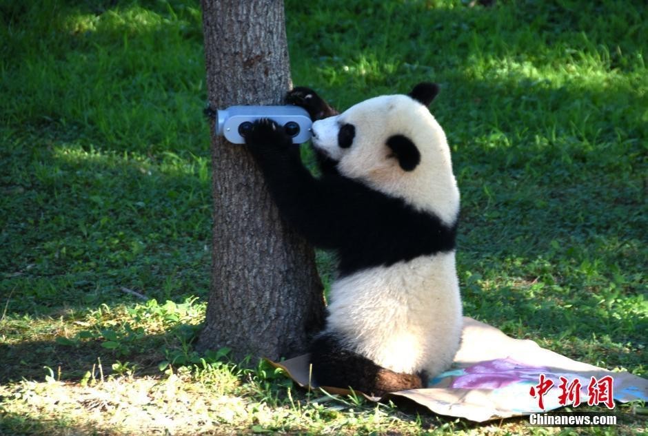 不愧是国宝！熊猫宝宝，圈粉不分中外，不分老少！