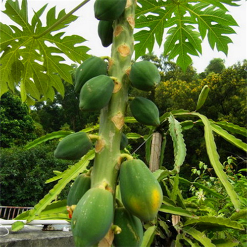 过年吃完的木瓜籽别扔了,在阳台上盆栽起来,就有吃不完的果子