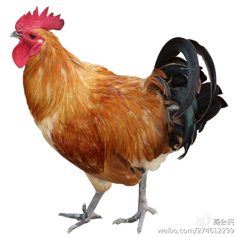 鸡年话鸡：和鸡有关的成语