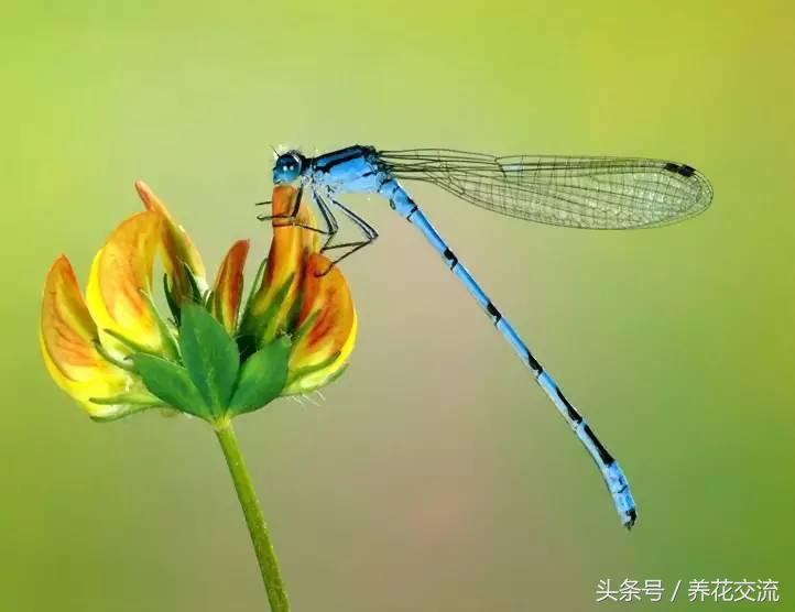 捉害虫的动物有哪些（主动抓害虫的动物以及昆虫讲解）