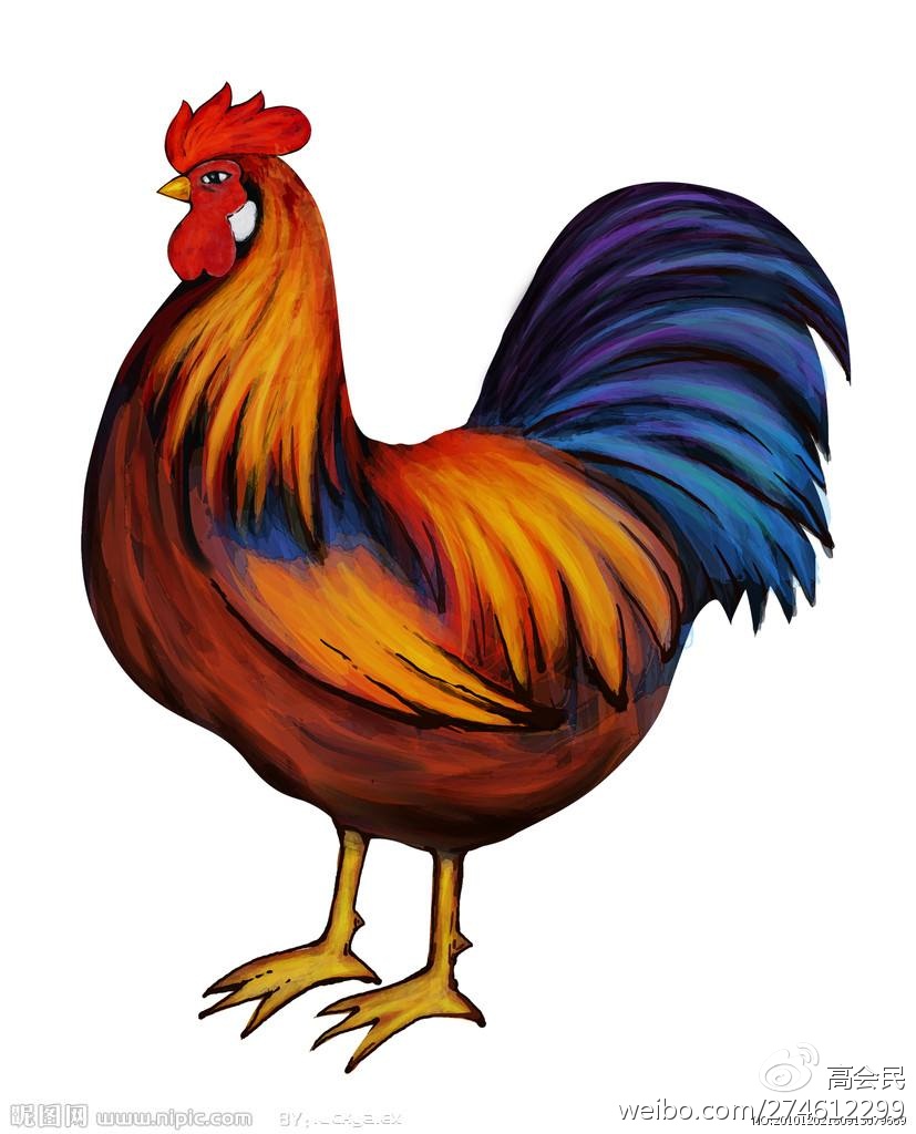 鸡年话鸡：和鸡有关的成语