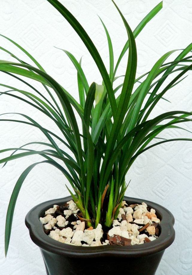 君子之花兰花的养护4个禁忌,新手也能养兰花!