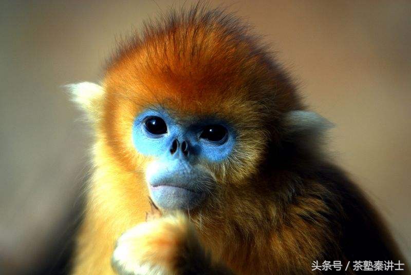 风水入门4：金口诀速记十二生肖对应的8大方位（收藏：用得着）