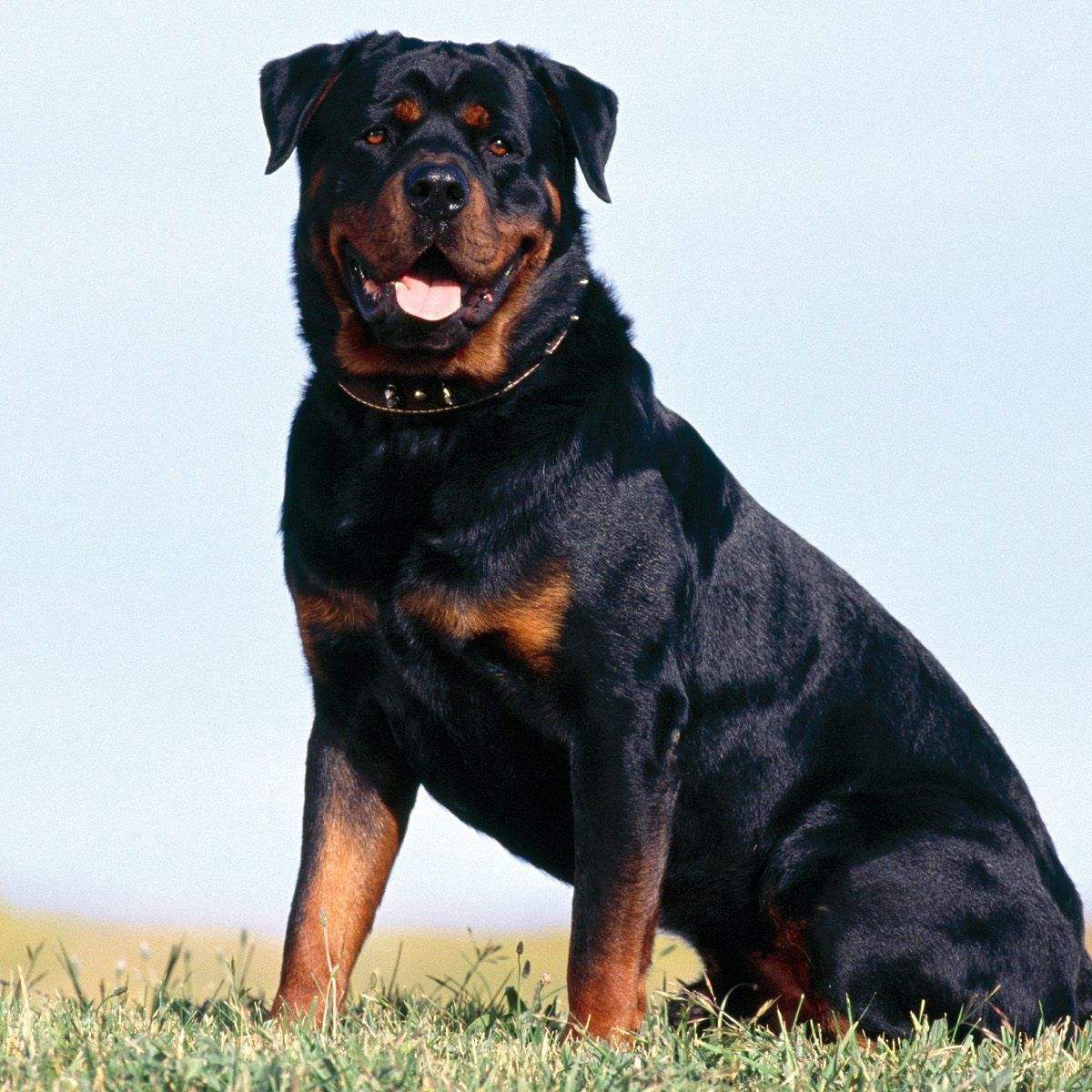 全球最凶残的十大犬类品种，你知道几个？