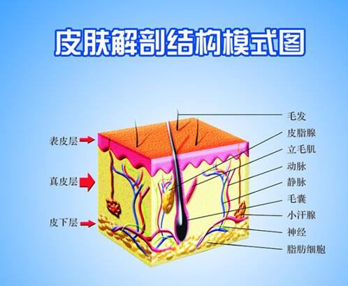 医学探秘：人体皮肤结构与胎记皮肤病理特征