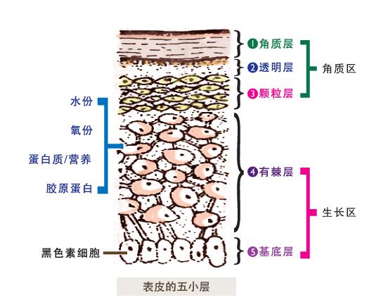 医学探秘：人体皮肤结构与胎记皮肤病理特征