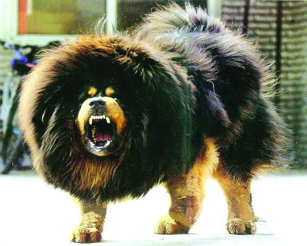 世界十大最凶猛的犬种，你知道多少？