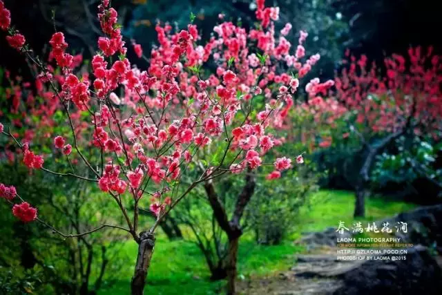 连云港市花连云港市花果山国际机场