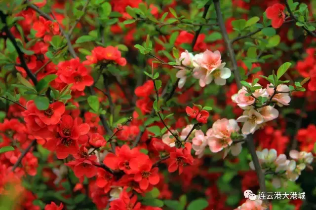 连云港市花连云港市花果山国际机场
