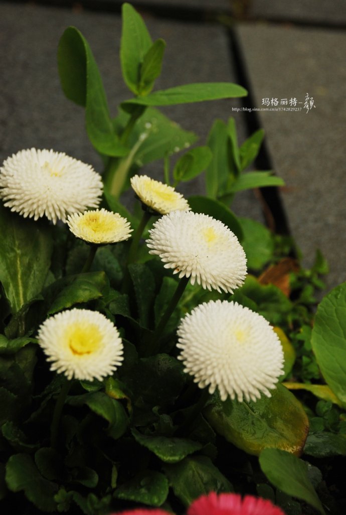罗加洛系列(roggli series)花期早,花量大,半重瓣,红色,玫瑰粉色,粉红