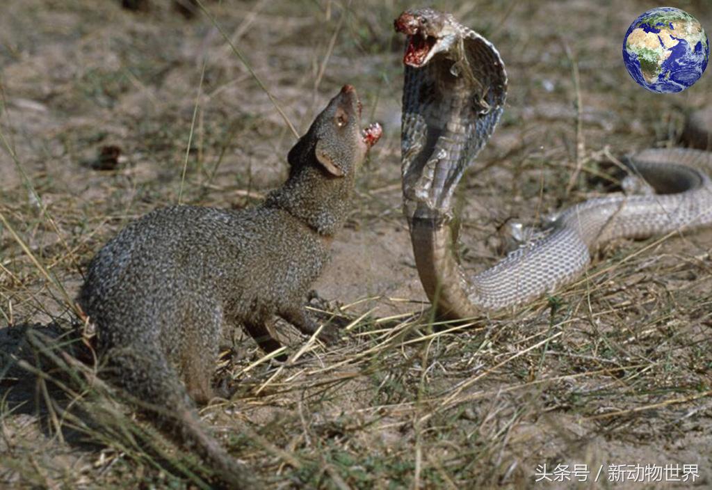 眼镜王蛇最害怕的三种动物，有两种可以把眼镜王蛇当辣条吃