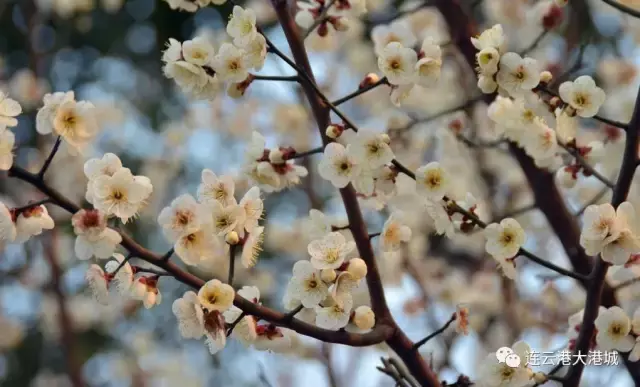 连云港市花连云港市花果山国际机场