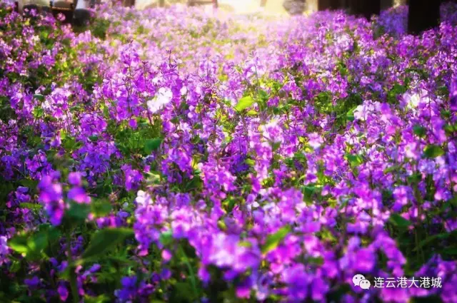 连云港市花连云港市花果山国际机场