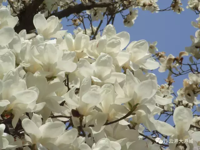 连云港市花连云港市花果山国际机场