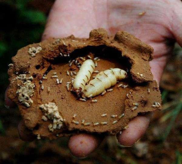 在某种意义上来讲，蚂蚁才是这个地球进化最完美的生物，没有之一