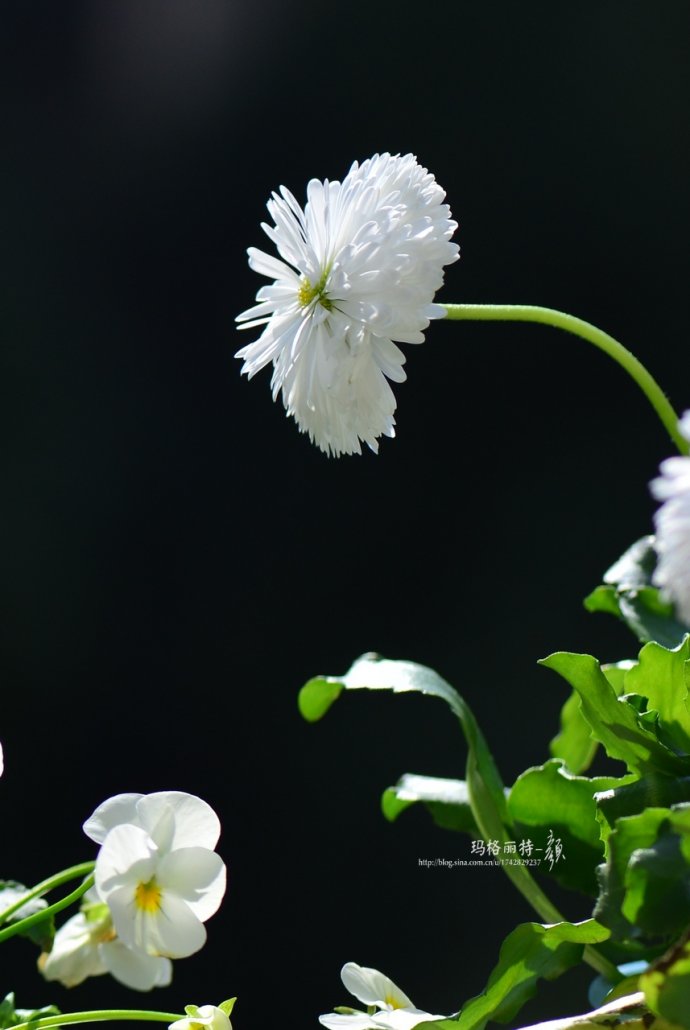 植物美图笔记|我被雏菊美到了!
