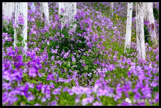 连云港市花连云港市花果山国际机场