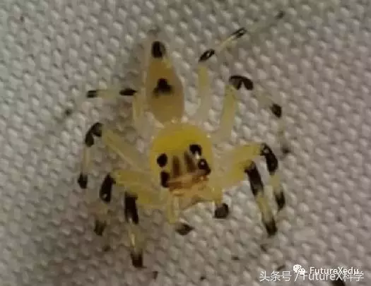 如此神奇的透明生物 你见过几个 天天看点