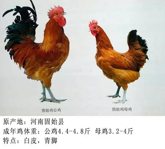 中国十大名鸡排名图片图片