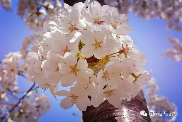 连云港市花连云港市花果山国际机场