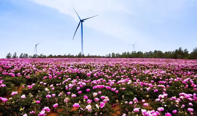 连云港市花连云港市花果山国际机场